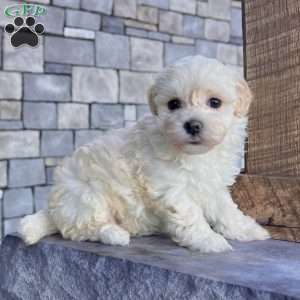 Darla, Havanese Puppy