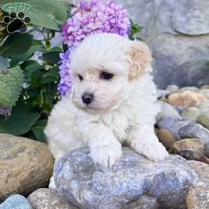 Darla, Havanese Puppy