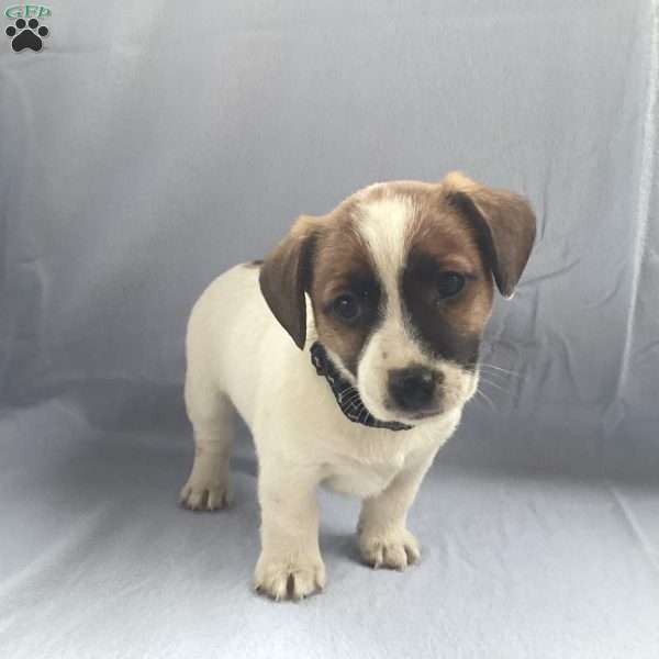 Indie, Jack Russell Terrier Puppy