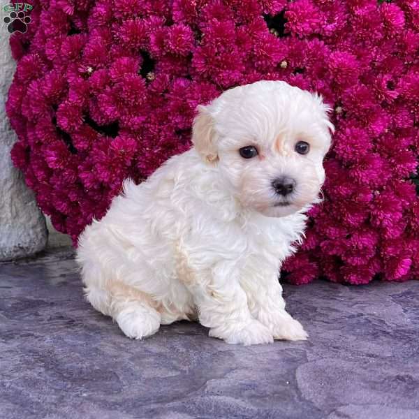 Darla, Havanese Puppy