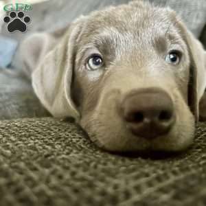 Boone, Silver Labrador Retriever Puppy