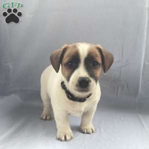 Indie, Jack Russell Terrier Puppy