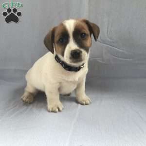 Indie, Jack Russell Terrier Puppy