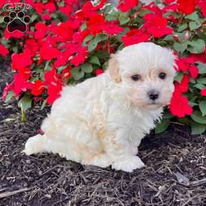 Darla, Havanese Puppy