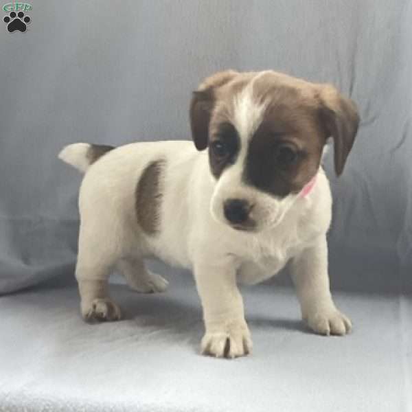 ISABELLA, Jack Russell Terrier Puppy