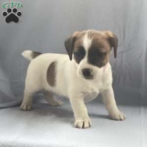 ISABELLA, Jack Russell Terrier Puppy