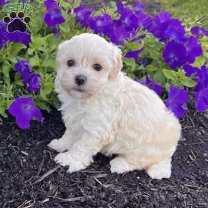 Darla, Havanese Puppy