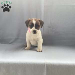 ISABELLA, Jack Russell Terrier Puppy