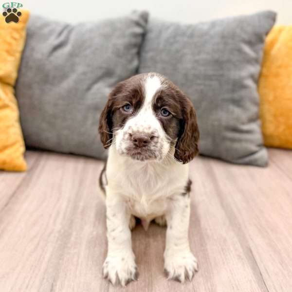 Elliott, English Springer Spaniel Puppy
