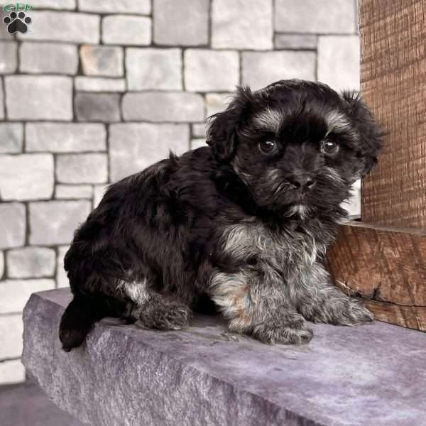 Diego, Havanese Puppy