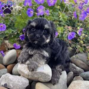 Diego, Havanese Puppy