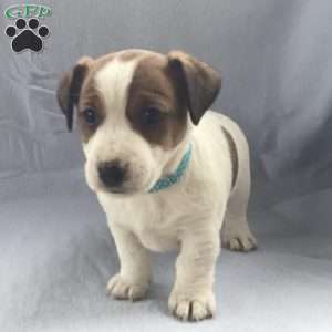 Ivy, Jack Russell Terrier Puppy