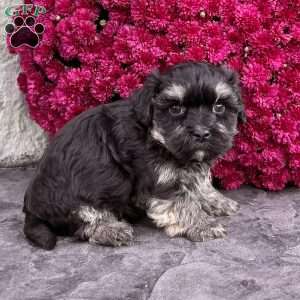 Diego, Havanese Puppy
