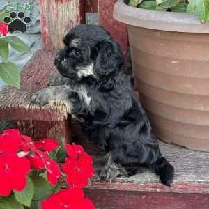 Diego, Havanese Puppy