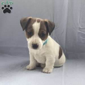 Ivy, Jack Russell Terrier Puppy