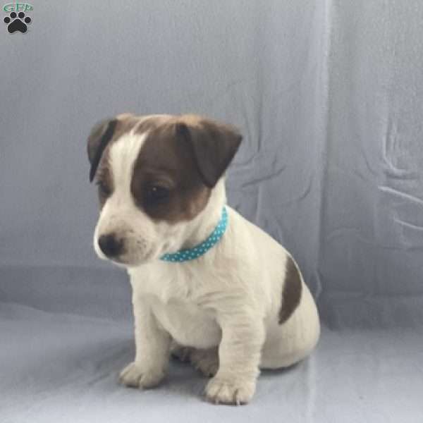 Ivy, Jack Russell Terrier Puppy
