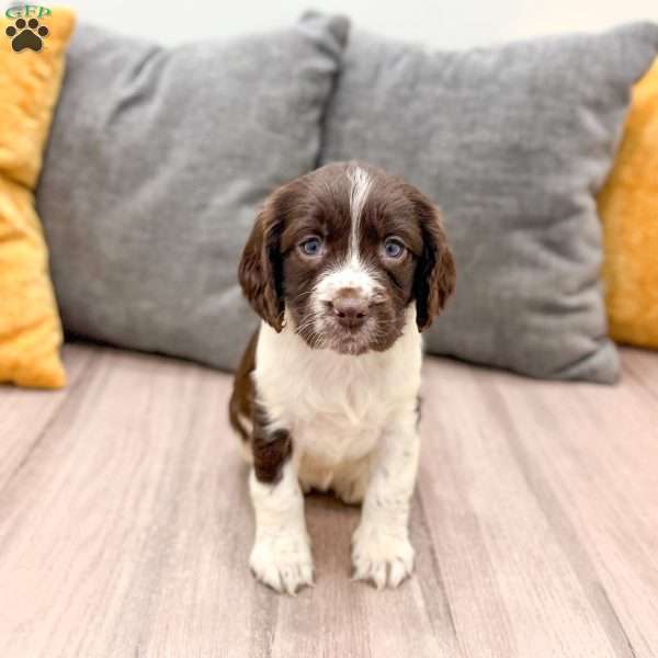 Eva, English Springer Spaniel Puppy