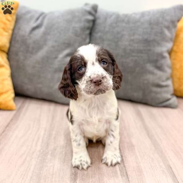 Edith, English Springer Spaniel Puppy