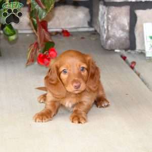 Sebastian, Dachshund Puppy