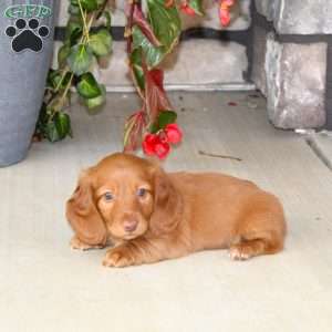 Sebastian, Dachshund Puppy