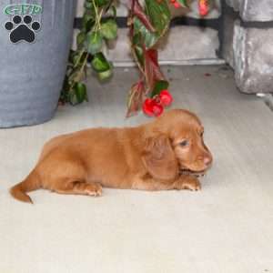 Sebastian, Dachshund Puppy