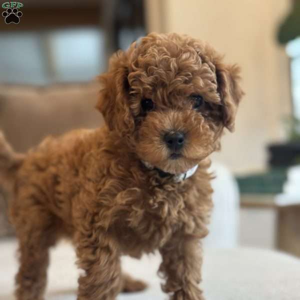 Cocoa, Cavapoo Puppy