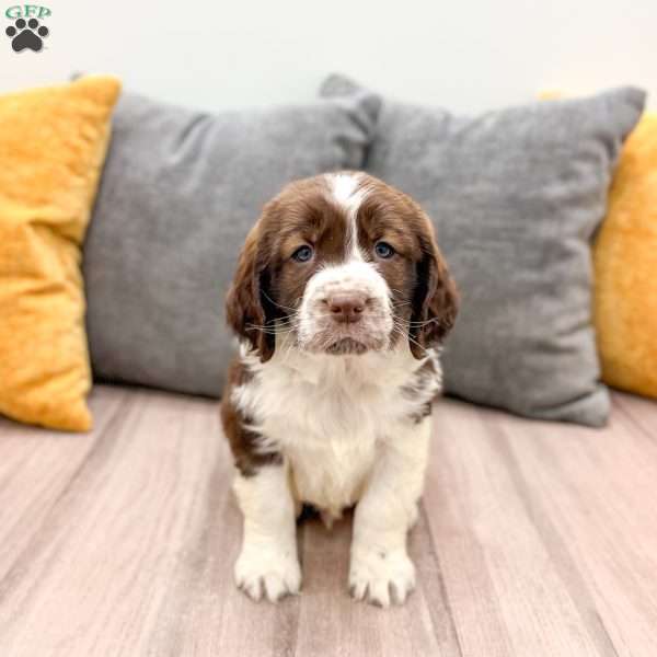 Elmer, English Springer Spaniel Puppy