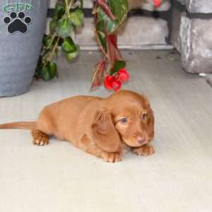 Sebastian, Dachshund Puppy