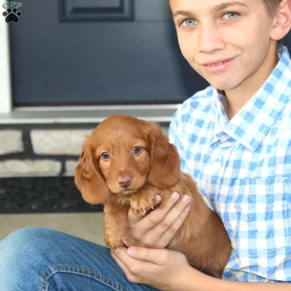 Sebastian, Dachshund Puppy