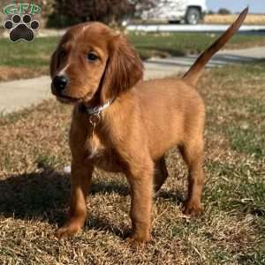North, Golden Irish Puppy