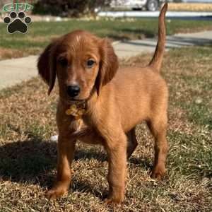 North, Golden Irish Puppy