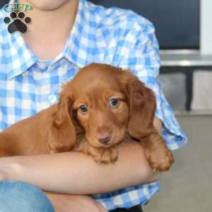 Sebastian, Dachshund Puppy