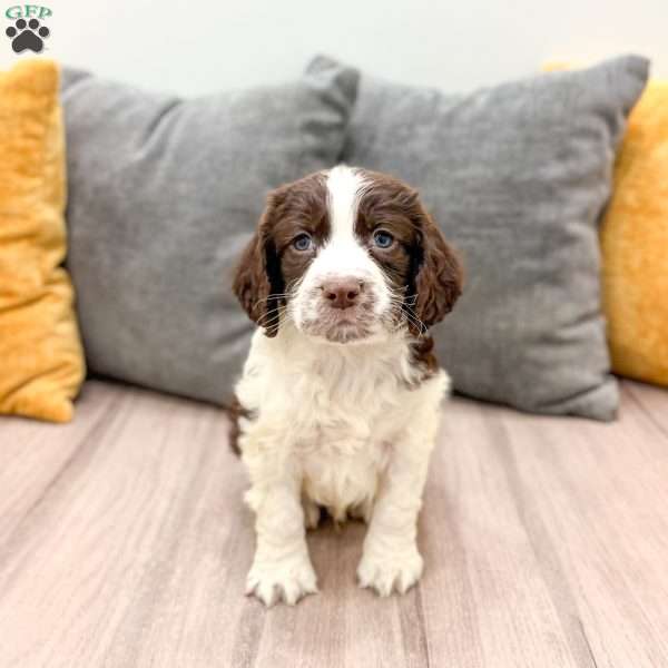Elvis, English Springer Spaniel Puppy