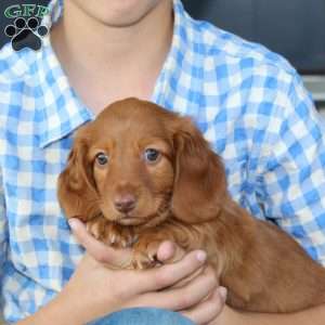 Sebastian, Dachshund Puppy