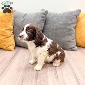 Elvis, English Springer Spaniel Puppy