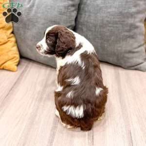 Elvis, English Springer Spaniel Puppy