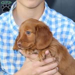 Sebastian, Dachshund Puppy