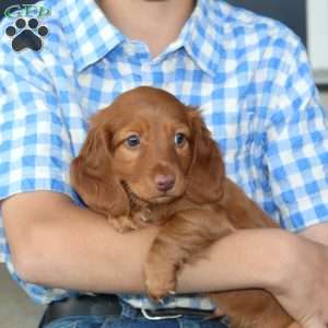 Sebastian, Dachshund Puppy