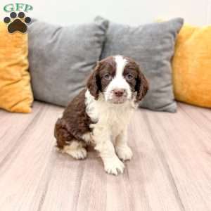 Elvis, English Springer Spaniel Puppy