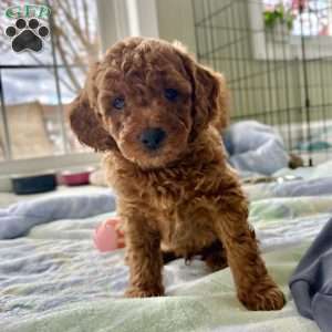 Hubble, Miniature Poodle Puppy