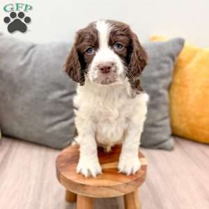Elvis, English Springer Spaniel Puppy