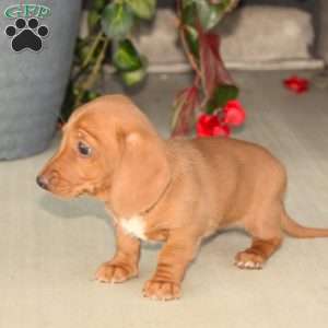 Sasha, Dachshund Puppy