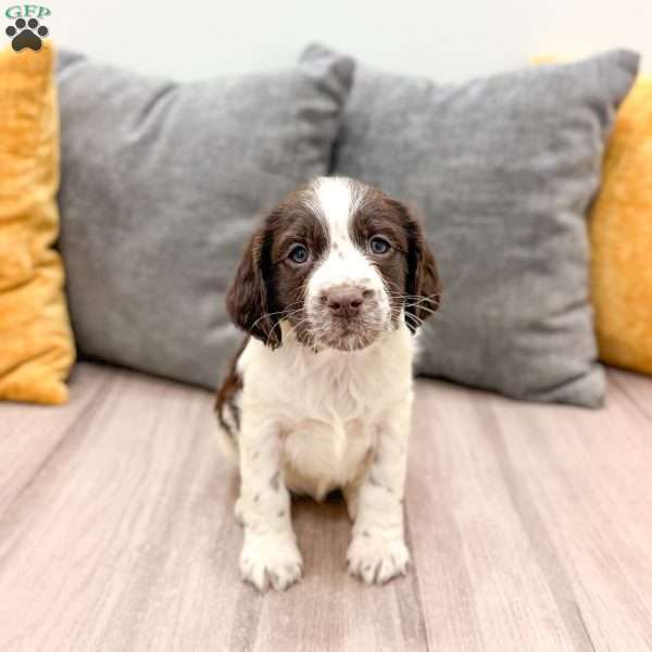 Emmi, English Springer Spaniel Puppy