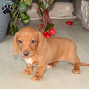 Sasha, Dachshund Puppy