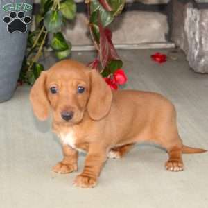 Sasha, Dachshund Puppy