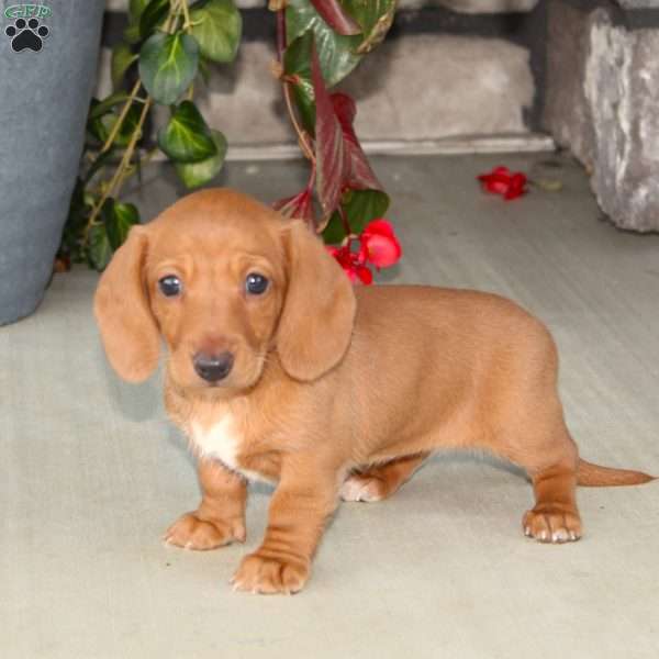 Sasha, Dachshund Puppy