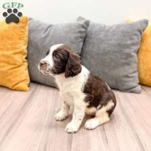 Emmi, English Springer Spaniel Puppy