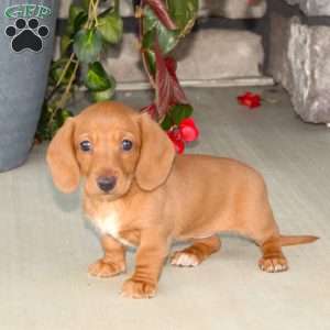 Sasha, Dachshund Puppy