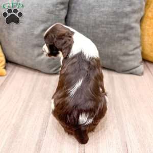Emmi, English Springer Spaniel Puppy