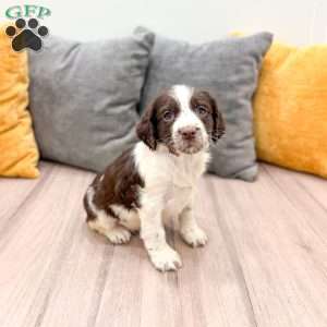 Emmi, English Springer Spaniel Puppy